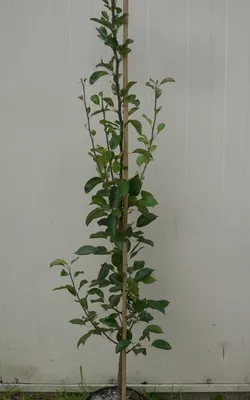 Produktbild von Säulenbirne `Condo´ 150-175cm Birnenbaum