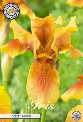Artikelbild 2 von 'Iris Germanica Golden Muffin (1 Stück)'