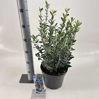 Image de Euonymus jap. 'Susan' - fusain | 35-40 cm en pot