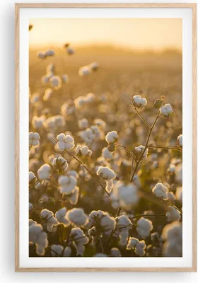 Produktbild von Gerahmtes Poster - Rahmen in heller Eiche - Baumwolle Feld Acker - 61x91,5 cm - Wand Bild - Wanddeko - Wandbilder - Wandposter - Bilderrahmen - Bilder - Kunstdruck - Wandbild - P2NPA61x91-4299