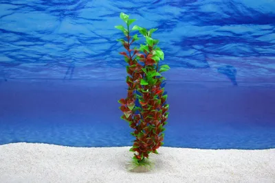 Produktbild von Amtra Ludwigia XL 36 cm – Künstliche Aquarium-Deko