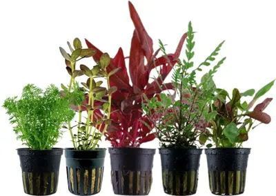 Produktbild von Pflanzen Set mit 5 Mittelgrund Topf Aquarium Wasserpflanzen AquaOne Nr.204