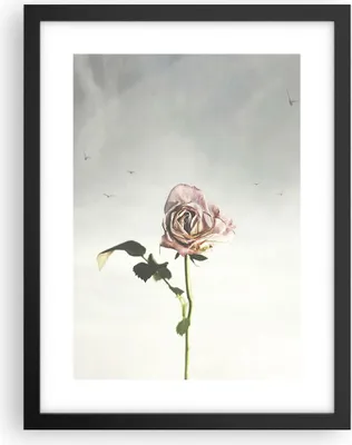 Produktbild von Gerahmtes Poster - Schwarzer Rahmen - Rose Vögel Himmel - 30x40 cm - Wand Bild - Wanddeko - Wandbilder - Kunstposter - Wandposter - Bilderrahmen - Bilder - Kunstdruck - P2BPA30x40-4509
