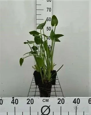 Produktbild von 6 x  Pontederia cordata - Herzblättriger Wasserbalsam - Topf 9 x 9 cm