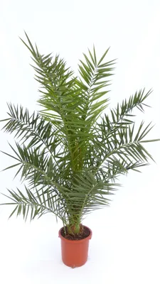 Produktbild von Palme XXL 180 cm Phoenix canariensis, kanarische Dattelpalme, winterhart