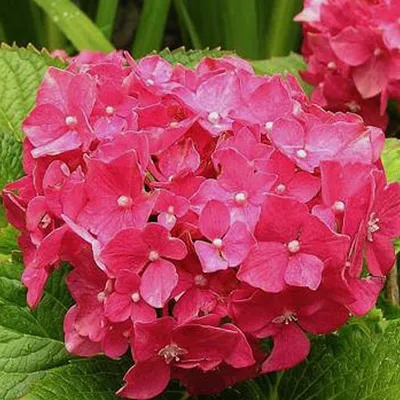 Immagine prodotto di 2 x  Ortensia  - Hydrangea macrophylla 'Deutschland'  | 25-30 cm in vaso