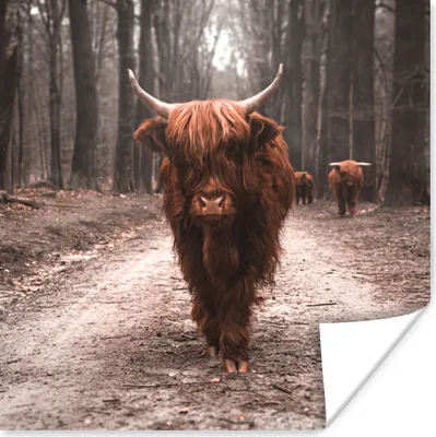 Produktbild von MuchoWow® Poster Schottischer Hochländer - Wald - Kuh - Tiere - Natur 50x50 cm - Wohnzimmerdekoration