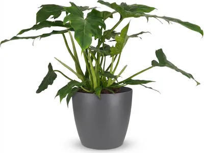 Produktbild von Philodendron Lacerum Baumfreund 65cm Zimmerpflanze mit tief eingeschnittenen