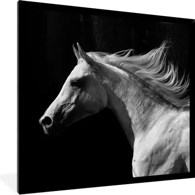 Produktbild von MuchoWow® Gerahmtes Poster Pferde - Tiere - Porträt 40x40 cm - Poster mit Schwarzem Bilderrahmen Wandposter Rahmen Foto Bilder