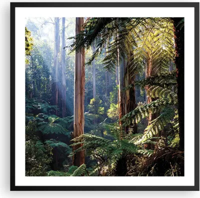 Produktbild von Gerahmtes Poster - Schwarzer Rahmen - Morgendämmerung Bäume Wald - 60x60 cm - Wand Bild - Wanddeko - Wandbilder - Kunstposter - Wandposter - Bilderrahmen - Bilder - Kunstdruck - P2BAC60x60-4403