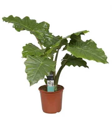 A potted Alocasia Portodora plant with large, wavy green leaves.