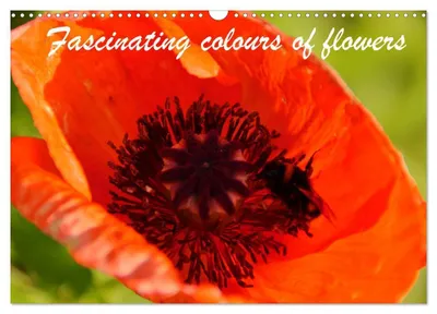 Produktbild von Fascinating colours of flowers (Wall Calendar 2027 DIN A3 landscape), CALVENDO 12 Month Wall Calendar
