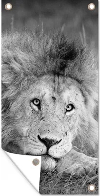 Produktbild von MuchoWow® 80x160 cm Outdoor-Poster Gartendeko Sichtschutz Garten Poster für den Garten  Löwe - Schwarz - Tiere