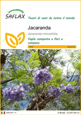 Immagine prodotto di SAFLAX  - Jacaranda - 50 semi - Jacaranda