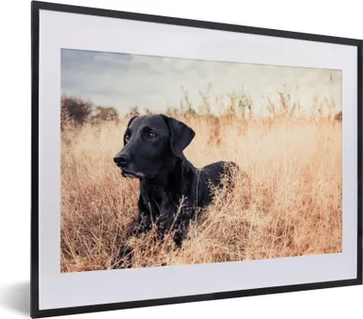 Produktbild von MuchoWow® MuchoWow® Gerahmtes Poster Ein Labrador Retriever liegt im hohen Gras 40x30 cm - Poster mit zchwarzem Bilderrahmen - Bilderrahmen - Poster im Rahmen