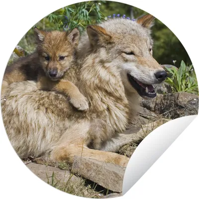 Produktbild von MuchoWow® Gartenposter Outdoor-Poster Rund Wolf - Jungtier - Tier Ø 120 cm Gartendeko Rundes Poster draußen