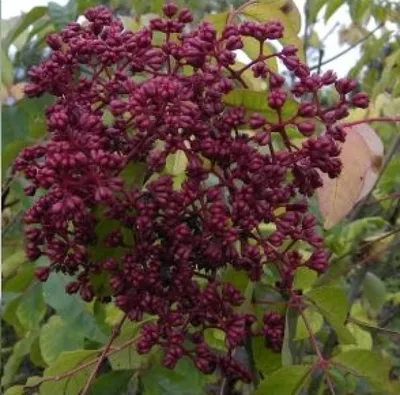 Produktbild von Euodia hupehensis - Tausendblütenstrauch - Bienenweide - 40-60