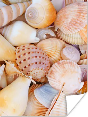 Produktbild von MuchoWow® Poster Muscheln - Strand - Sommer - Orange 120x160 cm - Wandbilder