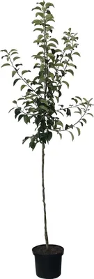 Produktbild von Apfelbaum `Roter Boskoop´ - Halbstamm im 10L-Topf