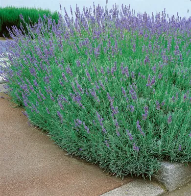 Produktbild von Lavandula x intermedia 'Dutch', Lavendel, violett, ca. 9x9 cm Topf