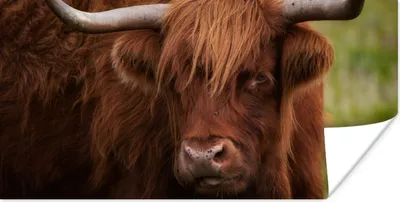 Produktbild von MuchoWow® Poster Schottischer Highlander - Orange - Tiere 160x80 cm - Foto Poster