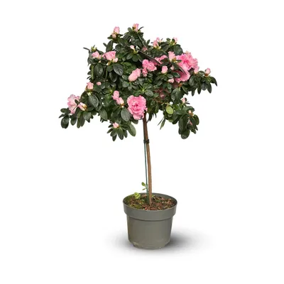 Image de Azalée indica tige - plante d'intérieur - ↕ 70-80 cm - ⌀ 19 cm - fleur rose