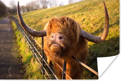 Produktbild von MuchoWow® Poster Scottish Highlander - Zaun - Gras 60x40 cm - Schlafzimmerdekoration