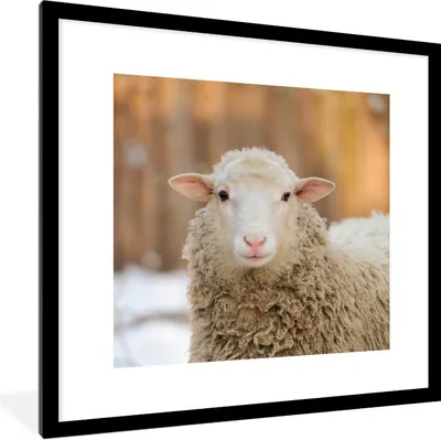Produktbild von MuchoWow® Gerahmtes Poster Schafe - Schnee - Wolle 40x40 cm - Poster mit Schwarzem Bilderrahmen Wandposter Rahmen Foto Bilder - Poster - Plakat im Rahmen
