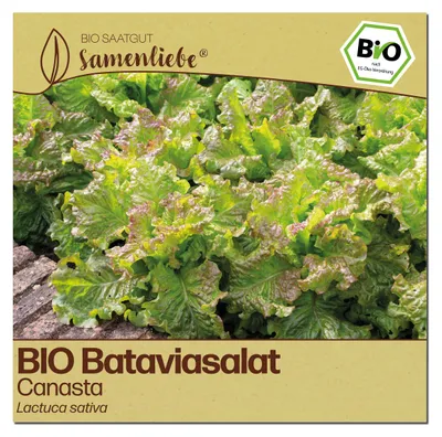 Produktbild von Samenliebe  Salat Samen | Canasta - aromatisch & knackig - samenfestes  Saatgut