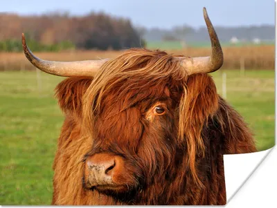 Produktbild von MuchoWow® Poster Schottischer Highlander - Gras - Baum 160x120 cm - Foto Plakat