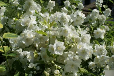 Produktbild von Philadelphus Innocence - Gartenjasmin 60-100
