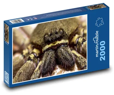 Obrázek produktu pro Puzzle 2000 Pavouk s černýma očima - martinpuzzle