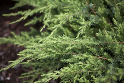 Zdjęcie produktu dla Juniperus conferta 'Schlager', japoński jałowiec płożący, 20-30 cm