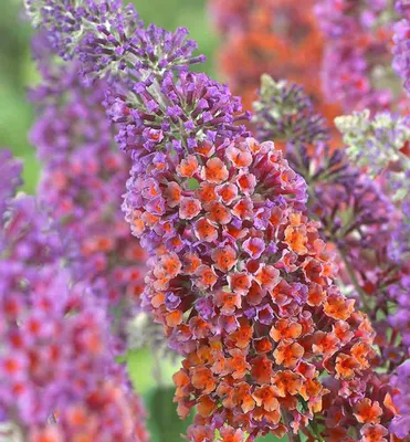 Produktbild von Sommerflieder ´FLOWER POWER®´ 20-30 cm, Cont. 1,4 l