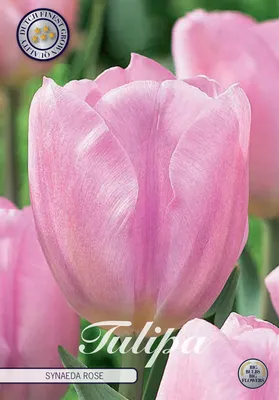 Artikelbild 2 von 'Tulpe Synade Pink (10 Stück)' aus der Kategorie Tulpenzwiebeln
