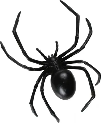 Produktbild von Riesige Schwarze Witwe