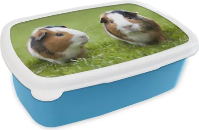 Obrázek produktu pro KitchenYeah® Lunchbox Box na svačinu 17x11 cm Dvě morčata Dětský svačinový box - Oběd - Plastový - Chlebová plechovka - Box na sendvič - Box na oběd pro děti