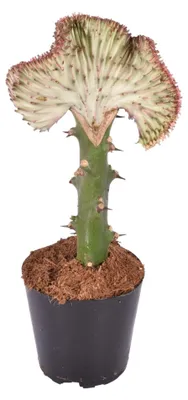 Obrázok produktu pre Euphorbia lactea Cristata – kaktus – výška 25–45 cm – priemer kvetináča 12 cm