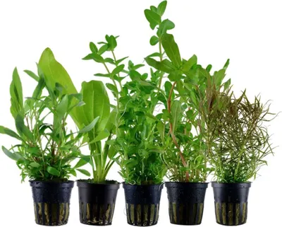 Produktbild von Pflanzen Set mit 5 Hintergrund Topf Aquarium Wasserpflanzen AquaOne Nr.141