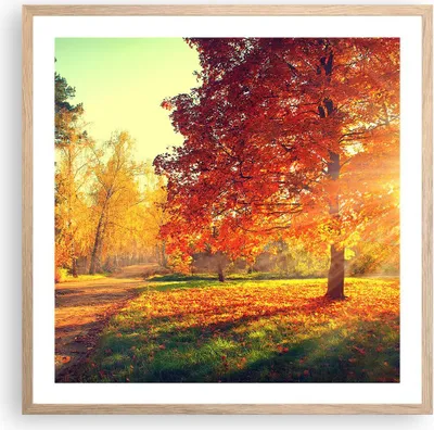 Produktbild von Gerahmtes Poster - Rahmen in heller Eiche - Park Herbst Baum - 60x60 cm - Wand Bild - Wanddeko - Wandbilder - Kunstposter - Wandposter - Bilderrahmen - Bilder - Kunstdruck - Wandbild - P2NAC60x60-3654