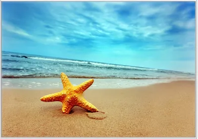 Produktbild von Wallario Wandbild Seestern am Strand am Meer, Größe: 70,30 x 100,30 cm, Poster mit weißem Kunststoffrahmen