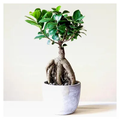 Produktbild von Dekorativer Bonsai 'Ficus Ginseng' 12cm Topf lebende Pflanze für das Home Office