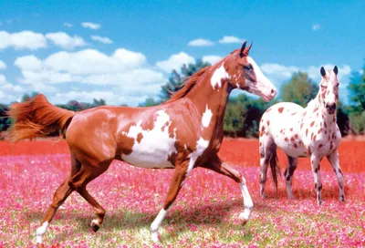 Produktbild von Horses, 1000 Teile Puzzle