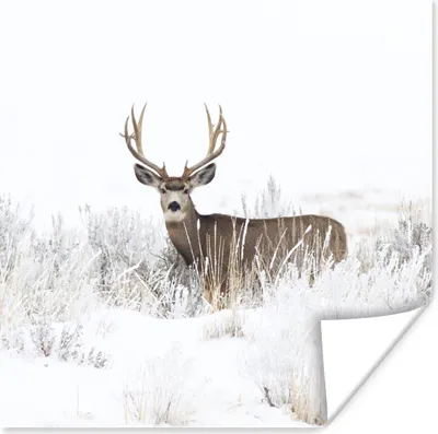 Produktbild von MuchoWow® Poster Hirsche - Winter - Schnee - Tiere - Jahreszeiten - Weiß 50x50 cm - Wohnzimmerdekoration