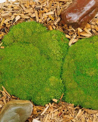 Produktbild von Scleranthus uniflorus, Polsterkissenmoos, ca. 9x9 cm Topf
