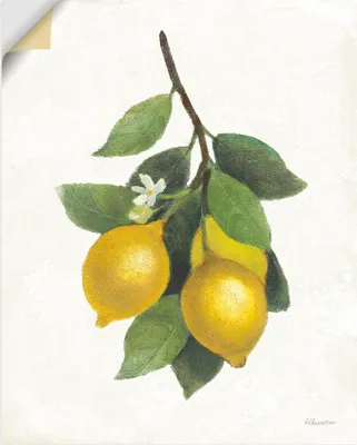 Produktbild von ARTland Wandbild, selbstklebend Lemon Branch III Größe: 90x120 cm