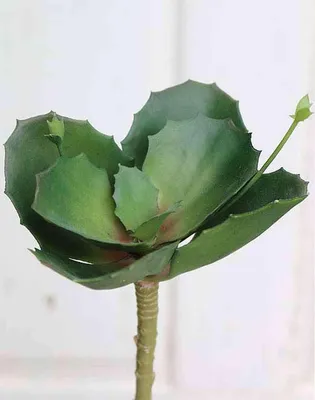 Produktbild von artplants.de Künstliche Kalanchoe STAMATIA auf Steckstab, grün, 20cm, Ø17cm - Kunst Kalanchoe