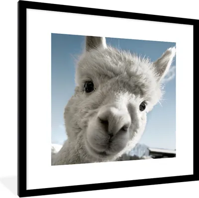 Produktbild von MuchoWow® Gerahmtes Poster Alpaka - Tier - Weiß 40x40 cm - Poster mit Schwarzem Bilderrahmen Wandposter Rahmen Foto Bilder - Poster - Plakat im Rahmen