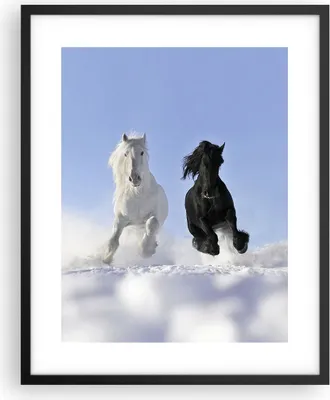 Produktbild von Gerahmtes Poster - Schwarzer Rahmen - Tiere Schönheit Wettbewerb - 40x50 cm - Wand Bild - Wanddeko - Wandbilder - Wandposter - Bilderrahmen - Bilder - Kunstdruck - Wandbild - P2BPA40x50-2179