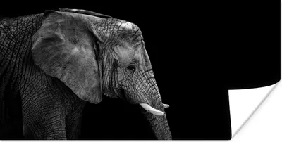 Produktbild von MuchoWow® Poster Elefant - Schwarz und weiß - Porträt - Tiere 120x60 cm - Bild
